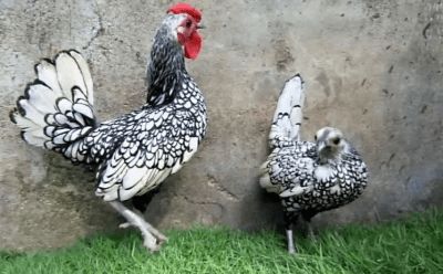 Gallina Kikirique