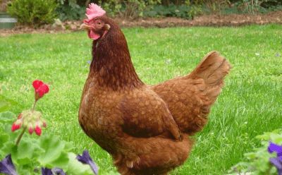 Gallina Ponedora Roja