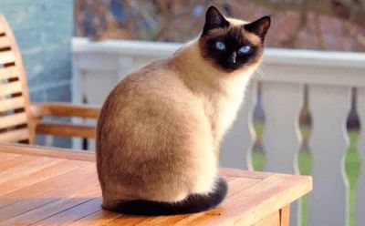 Gato siames tonkinés