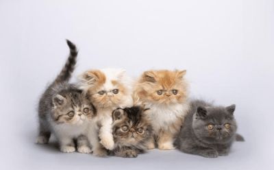 Gato Persa