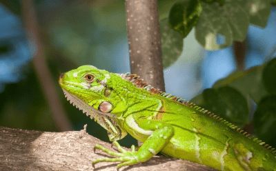 Lagarto Iguana