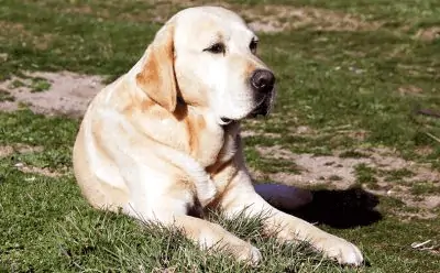 Perro Labrador