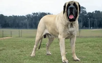 Perro Mastin
